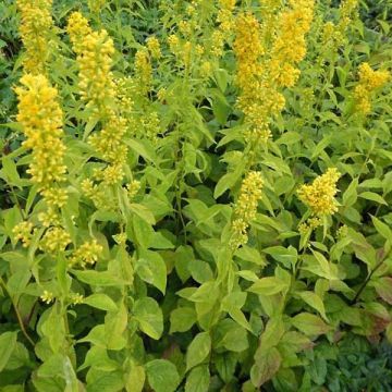 Solidago flexicaulis Variegata - Verge d'or Variegata 