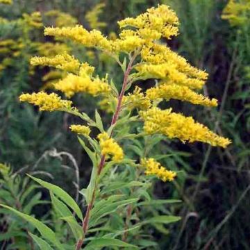 Solidago altissima - Verge d'or