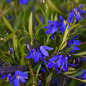 Sollya heterophylla Ultra Blue - Sollyie