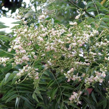 Sophora japonica - Japanischer Schnurbaum