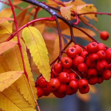 Vogelbeere Sheerwater Seedling - Sorbus aucuparia