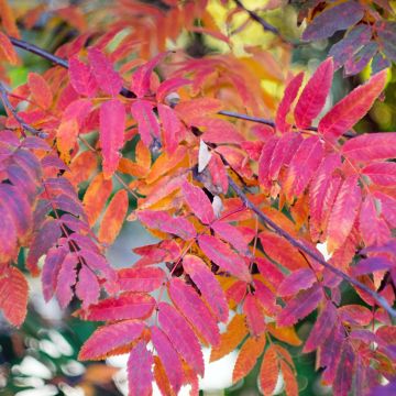 Vogelbeere Wettra - Sorbus aucuparia