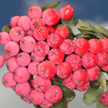 x Sorbocotoneaster pozdnjakovii - Hybrid-Mehlbeeren