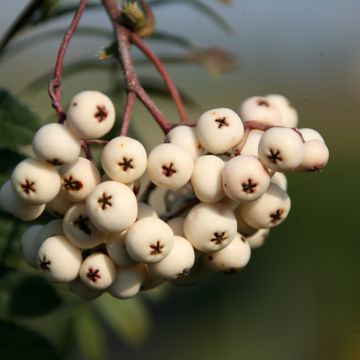 Mehlbeere White Swan - Sorbus x arnoldiana