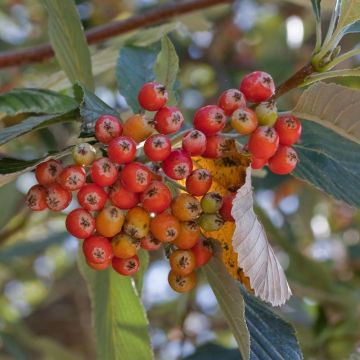 Echte Mehlbeere - Sorbus aria