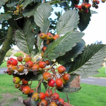 Echte Mehlbeere Lutescens - Sorbus aria