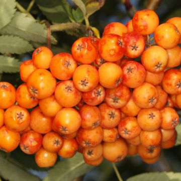 Mehlbeere Copper Glow - Sorbus x arnoldiana