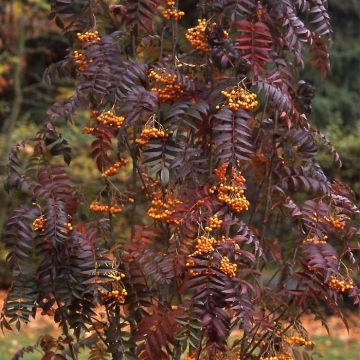 Vogelbeere Autumn Spire - Sorbus aucuparia