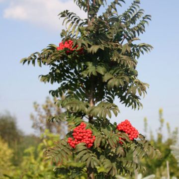 Vogelbeere Fastigiata - Sorbus aucuparia 