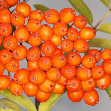 Vogelbeere Konzentra - Sorbus aucuparia 