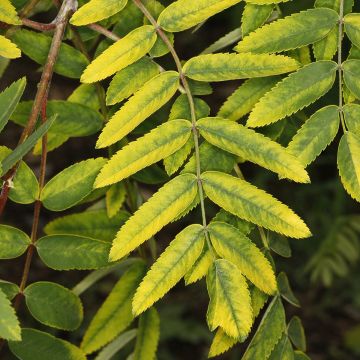 Sorbier des oiseleurs - Sorbus aucuparia Pendula Variegata 