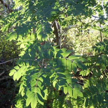 Vogelbeere - Sorbus aucuparia