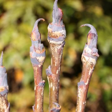 Japanische Berg-Eberesche - Sorbus matsumurana