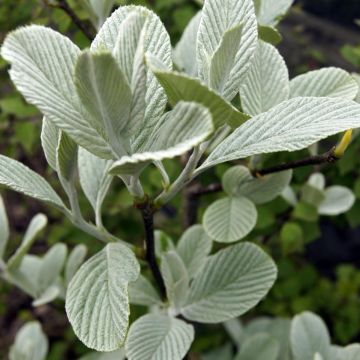 Mehlbeere - Sorbus wardii