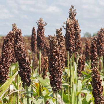 Sorghum nigrum - Sorghumhirse