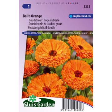 Garten-Ringelblume Ball’s Orange - Calendula