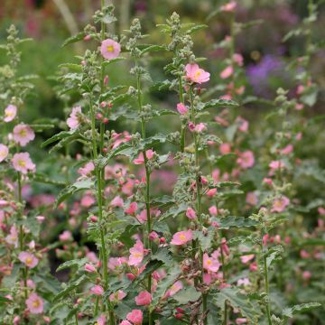 Sphaeralcea Charmeuse - Kugelmalve