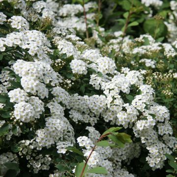 Braut-Spierstrauch Alba - Spiraea arguta