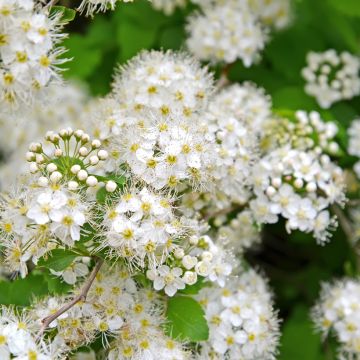 Gamander-Spierstrauch - Spiraea chamaedryfolia