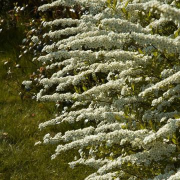 Weiße Rispenspiere Grefsheim - Spiraea cinerea