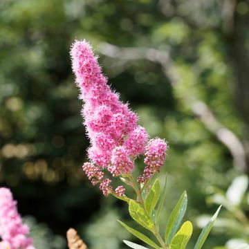 Douglas-Spierstrauch - Spiraea douglasii