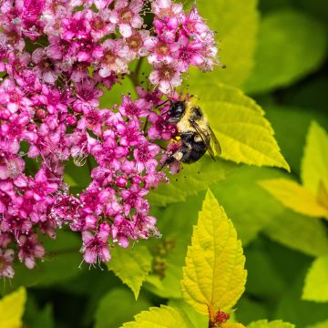 Sommerspiere Candlelight - Spiraea japonica