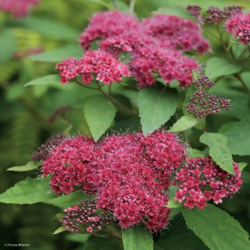 Sommerspiere Double Play Red - Spiraea japonica