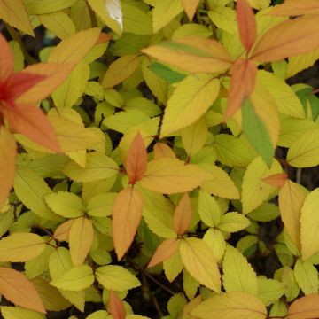 Sommerspiere Magic Carpet - Spiraea japonica