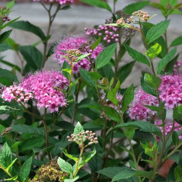 Sommerspiere Shirobana Genpei - Spiraea japonica