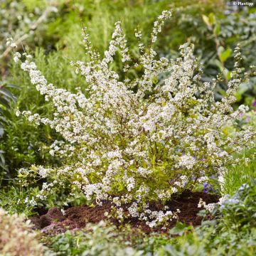 Pflaumenblättriger Spierstrauch Goldfire - Spiraea prunifolia