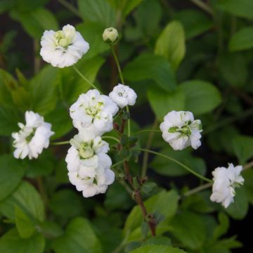 Pflaumenblättriger Spierstrauch Plena - Spiraea prunifolia