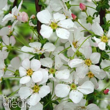 Frühlingsspiere Fujino Pink - Spiraea thunbergii