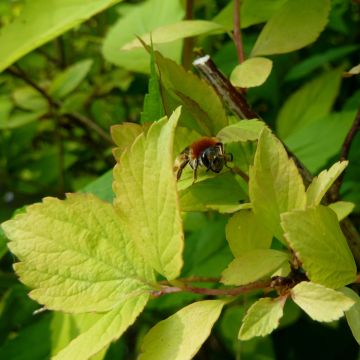 Spierstrauch Gold Fountain - Spiraea vanhouttei