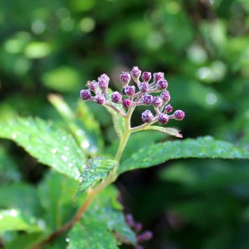 Sommerspiere Darts Red - Spiraea japonica