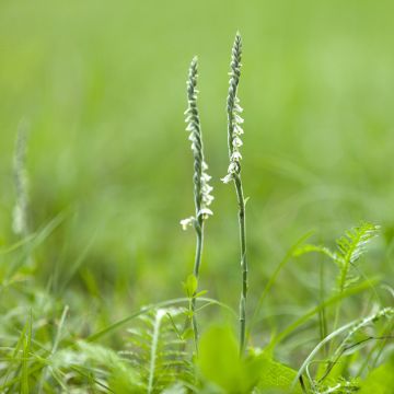 Spiranthes cernua var odorata Chadd's Ford - Drehwurz