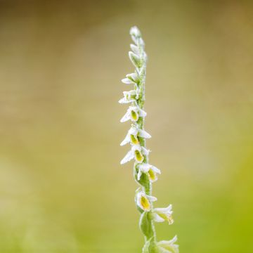 Spiranthes ochroleuca - Drehwurz