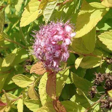 Sommerspiere Golden Princess - Spiraea japonica