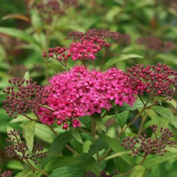 Sommerspiere Neon Flash - Spiraea japonica