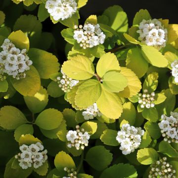 Birkenblättrige Spiere Island - Spiraea betulifolia