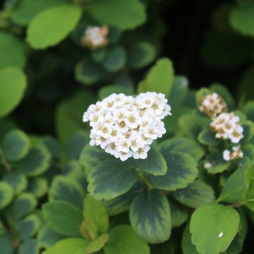 Birkenblättrige Spiere Tor - Spiraea betulifolia