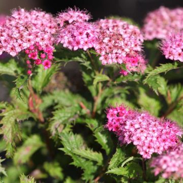 Sommerspiere Crispa - Spiraea japonica