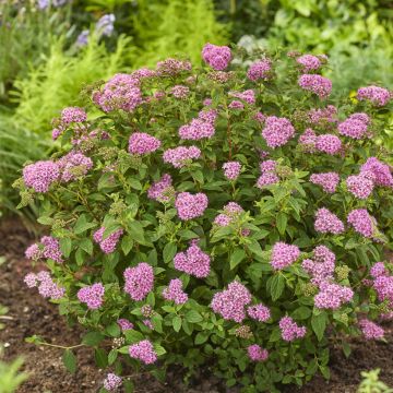 Spirée japonaise naine Fenna - Spiraea japonica