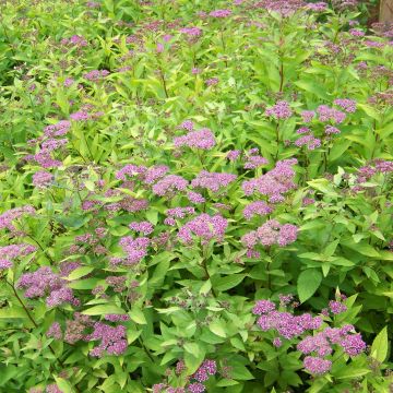 Sommerspiere Goldflame - Spiraea japonica