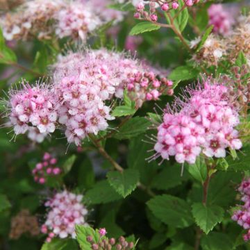 Sommerspiere Little Princess - Spiraea japonica