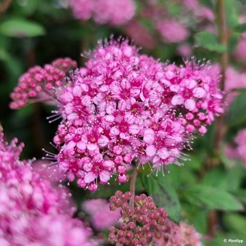 Sommerspiere Odessa - Spiraea japonica