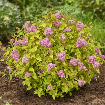 Spirée japonaise Tessa - Spiraea japonica