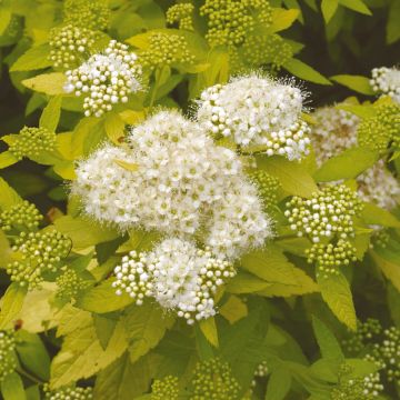 Sommerspiere White Gold - Spiraea japonica