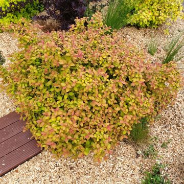 Sommerspiere Zen'Spirit Caramel - Spiraea japonica