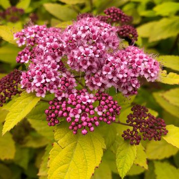 Sommerspiere Double Play Big Bang Tracy - Spiraea japonica