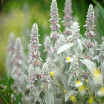 Woll-Ziest Silver Carpet - Stachys byzantina